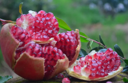 石榴籽去湿气吗1