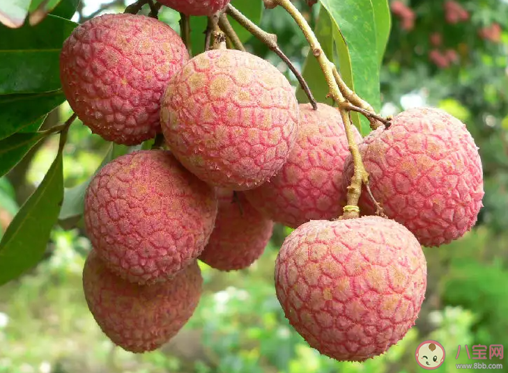 8岁女童连吃大量荔枝后急性中毒 为什么荔枝不能多吃 8岁女童连吃大量荔枝后急性中毒 为什么荔枝不能多吃