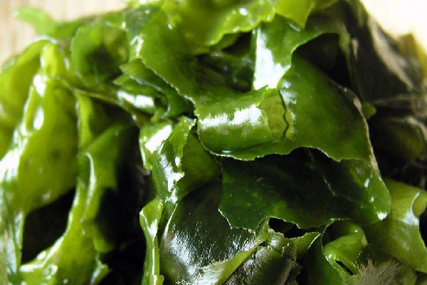 裙带菜要不要焯水 裙带菜煮多久可以吃 裙带菜要不要焯水 裙带菜煮多久可以吃