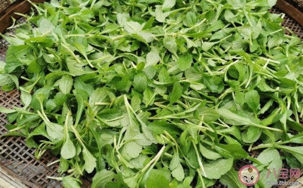 路边的野菜挖来吃安全吗 挖野菜要注意什么 路边的野菜挖来吃安全吗 挖野菜要注意什么