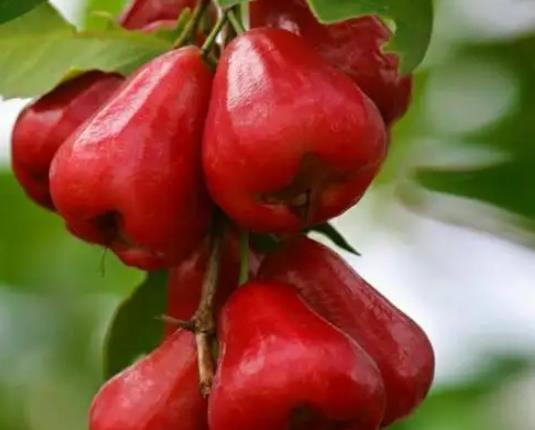 莲雾心是海绵的好吗?莲雾坏了一半另一半还能吃吗