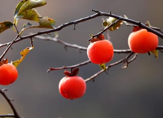 着凉可以吃柿子吗?吃柿子为什么会涩口