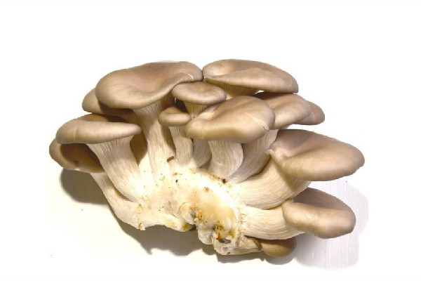 姬菇和平菇的区别 姬菇和平菇哪个营养价值高 姬菇和平菇的区别 姬菇和平菇哪个营养价值高