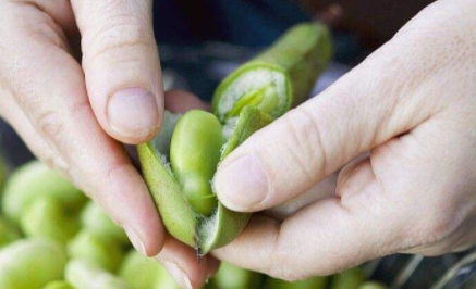 蚕豆生的可以吃吗1