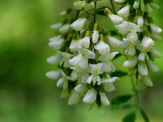 吃洋槐花的时候它的柄和花蕾要摘掉吗?槐花发酸还能吃吗