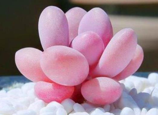 怎么把桃蛋养得肥嘟嘟的?桃蛋变绿了怎么养红