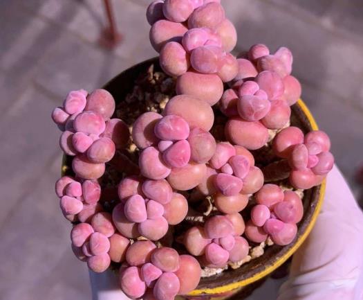 怎么把桃蛋养得肥嘟嘟的?桃蛋变绿了怎么养红