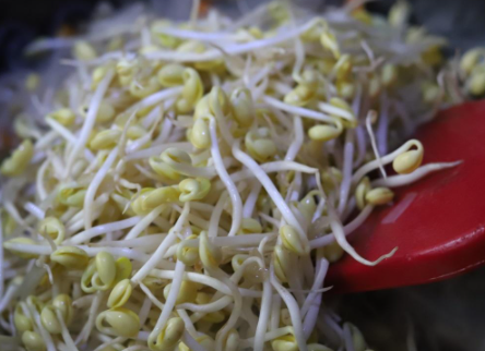 烂根豆芽能吃吗3