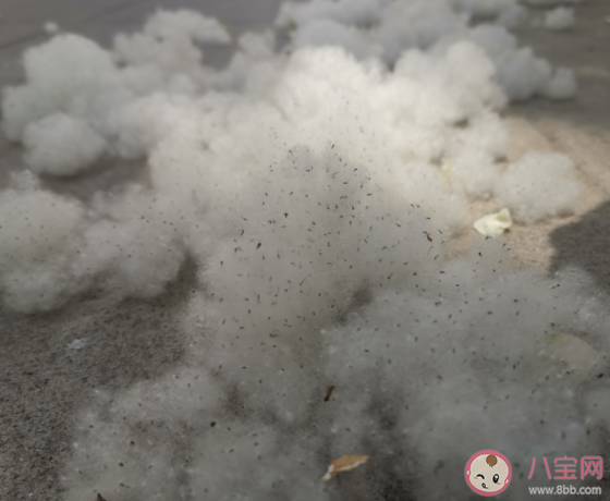 飞絮会传播新冠病毒吗 飞絮季孩子如何做好防护 飞絮会传播新冠病毒吗 飞絮季孩子如何做好防护