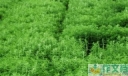 正宗芦蒿种植方法 芦蒿的种植方法