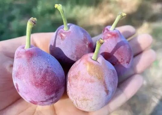 西梅大的好吃还是小的好吃?西梅为什么有紫色和红色的