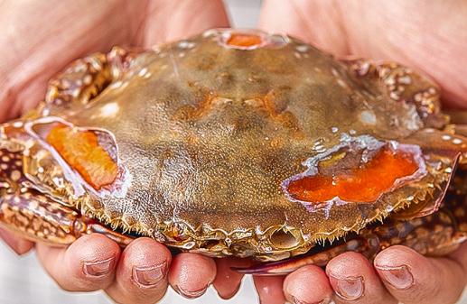 梭子蟹肚子下的蟹籽能吃吗 梭子蟹肚子底下一堆黄的是什么