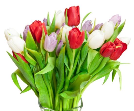 水培郁金香发霉了还能活吗?水培郁金香不剥皮会发芽吗