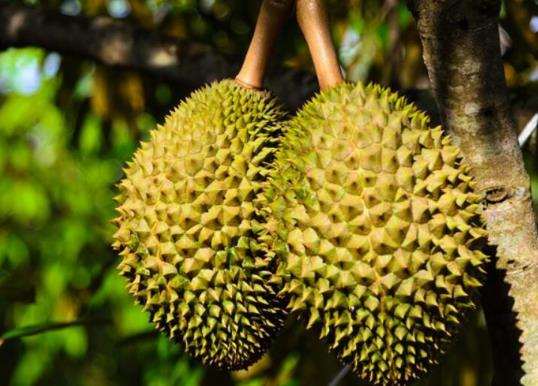 榴莲化冻了还可以再冻吗?榴莲化成稀流能吃吗?