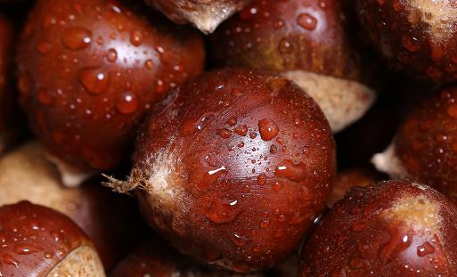 炒板栗需要开口吗 炒好的板栗可以放多久