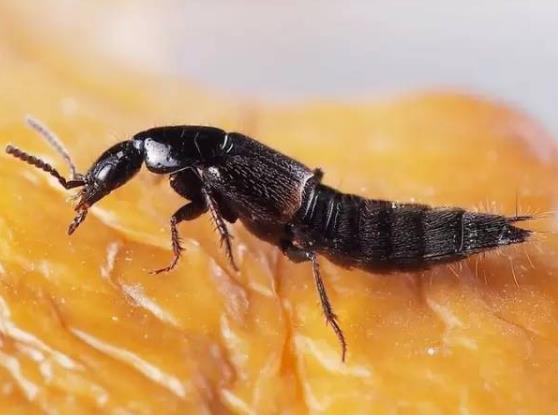 被隐翅虫咬的泡可以戳破吗?隐翅虫皮炎扩散全身怎么治疗