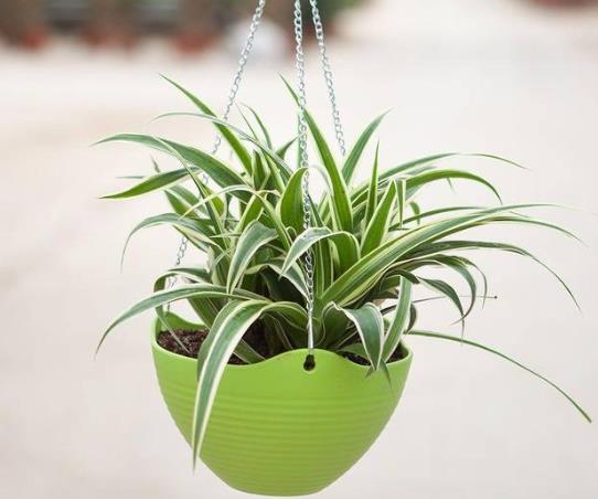 吊兰怎么养才能更旺盛?吊兰叶尖发黄要剪掉吗