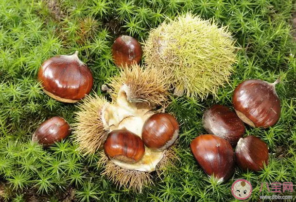 女人多吃板栗会发胖吗 板栗一天最多吃几个 女人多吃板栗会发胖吗 板栗一天最多吃几个