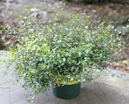 修剪千叶吊兰时要注意什么?千叶吊兰老掉叶子是怎么回事