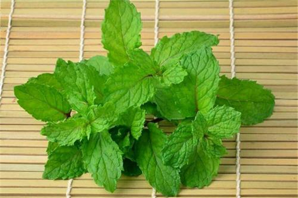 薄荷可以煮汤喝吗 薄荷煲鸡汤有什么功效 薄荷可以煮汤喝吗 薄荷煲鸡汤有什么功效