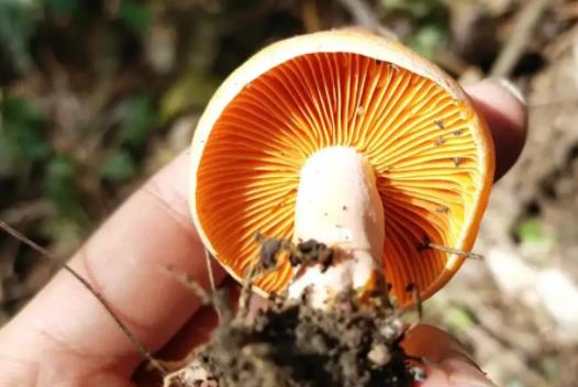 松树菌可以吃吗?松树菌有毒吗?