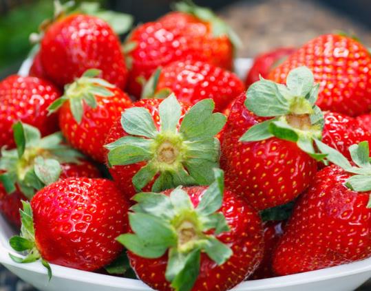 疫情对丹东草莓有影响吗?丹东草莓为什么冬天才有