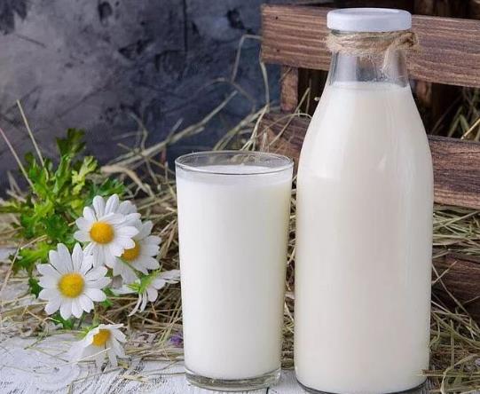 现挤的羊奶能直接喝吗?喝现挤的羊奶得布病是怎么回事