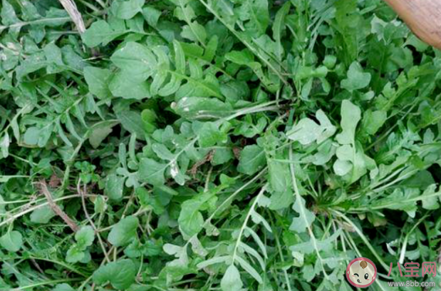 路边的野菜挖来吃安全吗 挖野菜要注意什么 路边的野菜挖来吃安全吗 挖野菜要注意什么