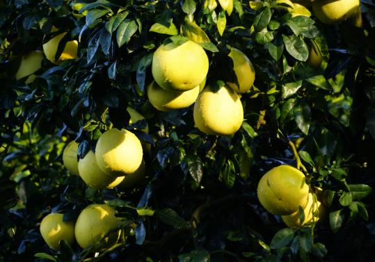 吃一个月的柚子能瘦多少斤?柚子一天吃不完可以放到第二天吗