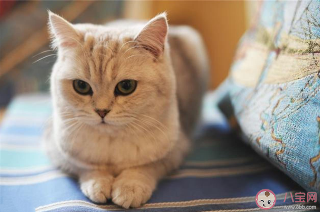 猫咪身上异味重正常吗 猫咪身上的异味来自什么 猫咪身上异味重正常吗 猫咪身上的异味来自什么