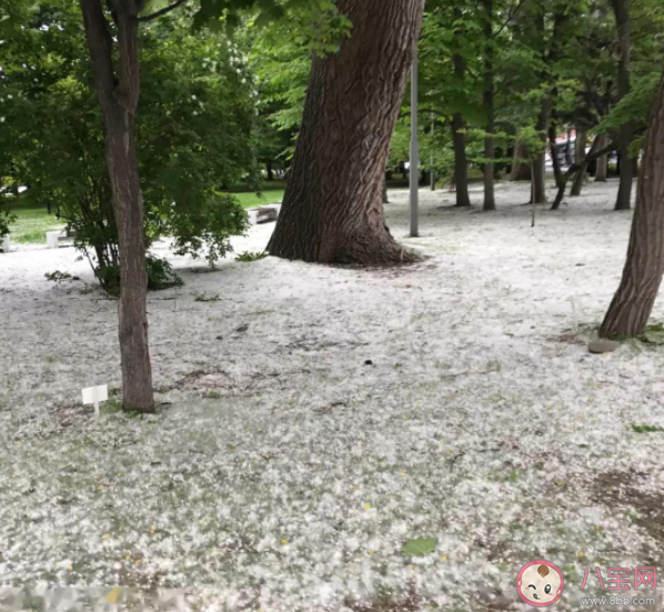 飞絮会传播新冠病毒吗 飞絮季孩子如何做好防护 飞絮会传播新冠病毒吗 飞絮季孩子如何做好防护