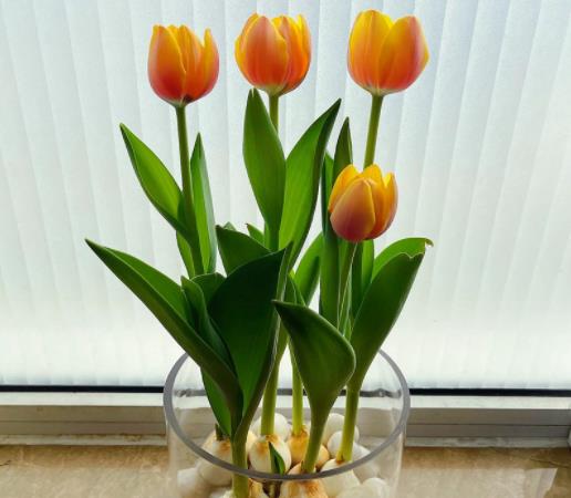 水培郁金香发霉了还能活吗?水培郁金香不剥皮会发芽吗