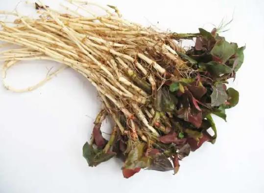 鱼腥草生吃有毒吗?鱼腥草是什么味道的