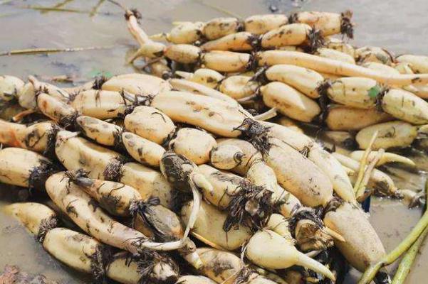 莲藕要放冰箱保存吗 莲藕要焯水吗 莲藕要放冰箱保存吗 莲藕要焯水吗