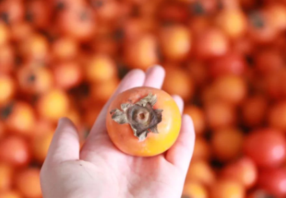 柿子怎样去涩最快最甜1