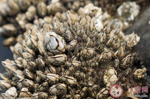 为何鹅颈藤壶这么贵 鹅颈藤壶做菜好吃吗 为何鹅颈藤壶这么贵 鹅颈藤壶做菜好吃吗