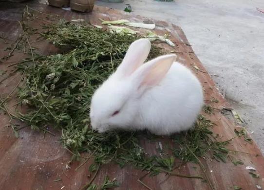 兔子咬人疼不疼?兔子快冻死了是什么样的