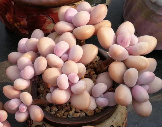 怎么把桃蛋养得肥嘟嘟的?桃蛋变绿了怎么养红