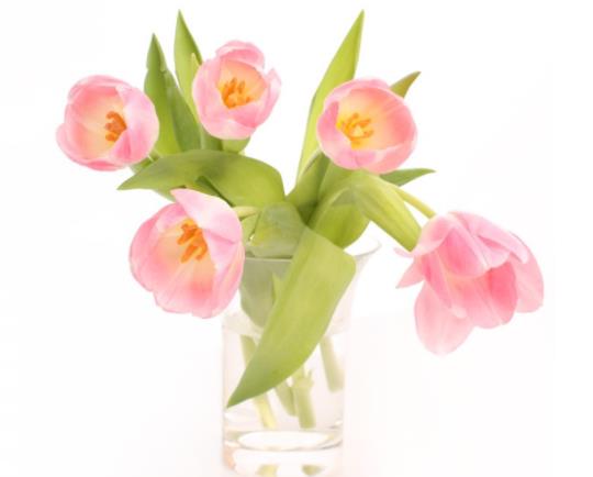 水培郁金香发霉了还能活吗?水培郁金香不剥皮会发芽吗