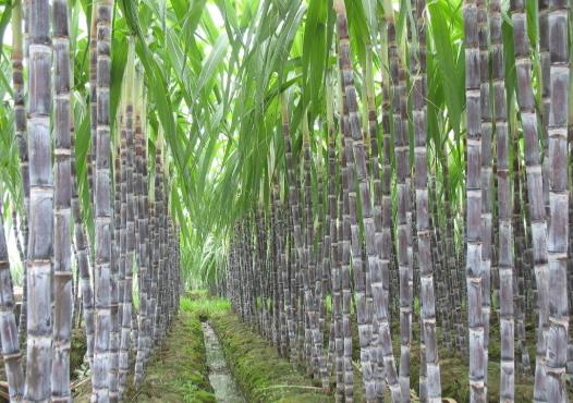 吃甘蔗舌头上长泡是什么原因?吃甘蔗时不小心吞了怎么办