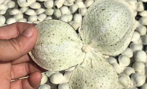 陈皮泡水一周喝几次好 一年的陈皮喝着效果好吗