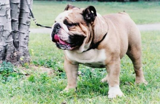 在什么条件下才会感染狂犬病?狗狗爪子划了轻微红了没破皮要紧吗