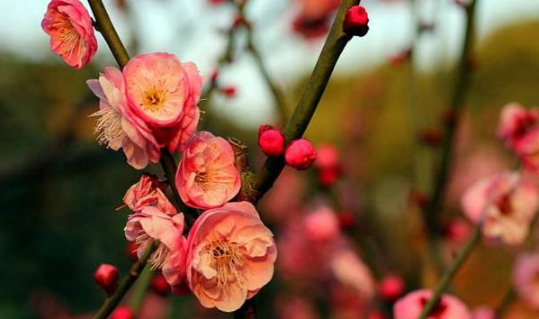 躲春任何人都不能见吗1