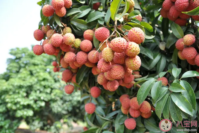 8岁女童连吃大量荔枝后急性中毒 为什么荔枝不能多吃 8岁女童连吃大量荔枝后急性中毒 为什么荔枝不能多吃