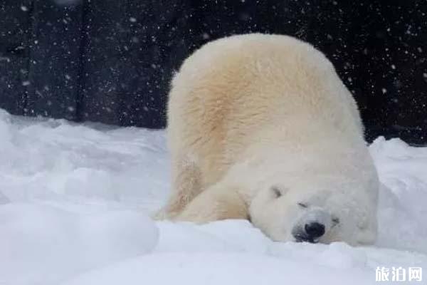 冬天北海道有哪些玩法呢 这些地方很多人去