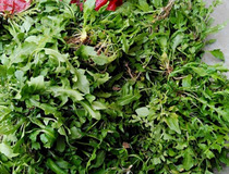 荠菜做法 荠菜鸡蛋饼的简单做法1