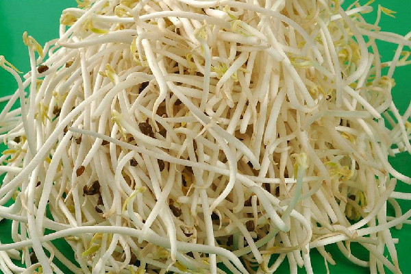 绿豆芽有点苦怎么回事 绿豆芽发苦还能吃吗 绿豆芽有点苦怎么回事 绿豆芽发苦还能吃吗