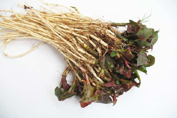 鱼腥草为什么有腥味 鱼腥草怎么去腥味 鱼腥草为什么有腥味 鱼腥草怎么去腥味