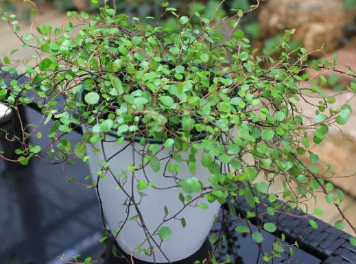 千叶吊兰植株干枯怎么办?千叶吊兰烂根后怎么处理