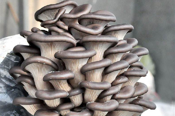 姬菇和平菇的区别 姬菇和平菇哪个营养价值高 姬菇和平菇的区别 姬菇和平菇哪个营养价值高